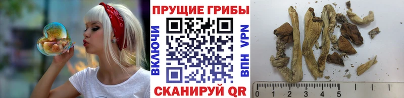 Купить закладки  Елабуга  Галлюциногенные грибы GOLDEN TEACHER 